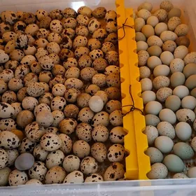 bedene ymurtka inkubator