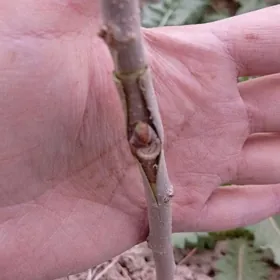 Bag sapmak ( seplemek )