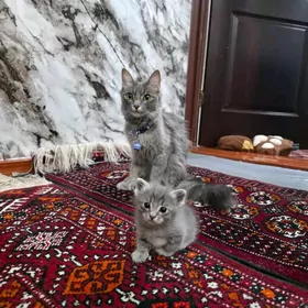 pisik котенки