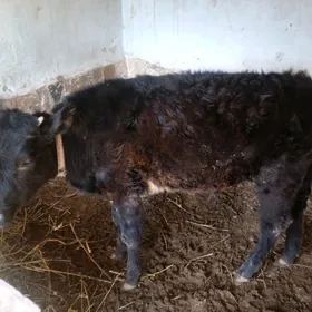 окузче пародыны