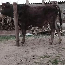 ŞWES  OKÜZ. ARASSA