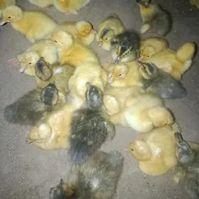 ýaşylbaş ördek jüýjeler