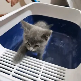 paroda Šotland pišik