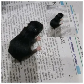 домашние хомяки