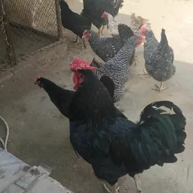 Gigant.towugyñ.ýumurtgasy.ba.