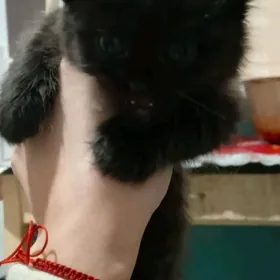 пушистое золото