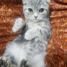 Шотландские котята