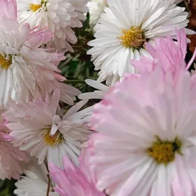 Öýe kömekçi işçi gerek.