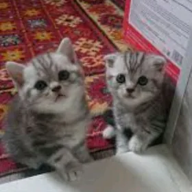 sotlan paroda pisikler