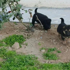 Awçarka güjükleri BEO.