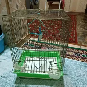 папугай кетек