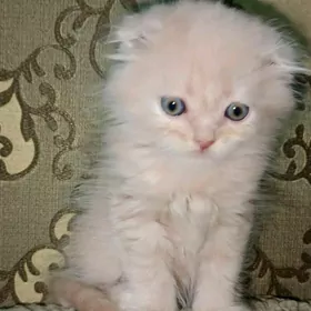  Продаются котята 