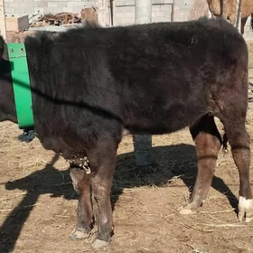 tuweler iki tarapy arassa gan