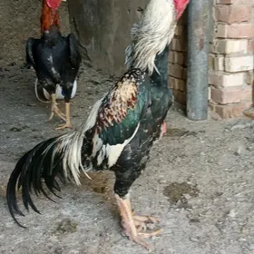 ташкент хораз