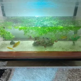 аквариум 60 л