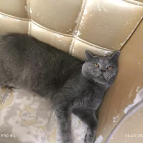 Кот на вязку.