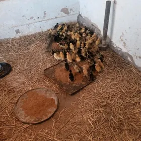 гак-гак жужелер