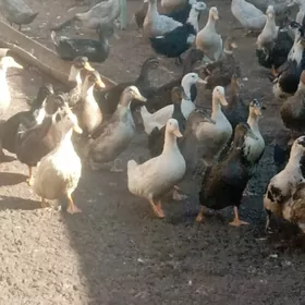 йашылбаш ордек