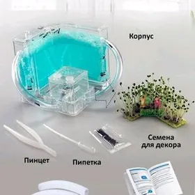 муравьиная ферма