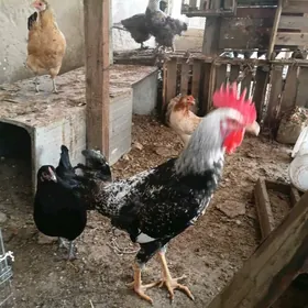 армиян хлраз