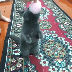 Отдам котика в хорошие руки