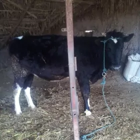 PARODA...YHAGYH...BOGAZ