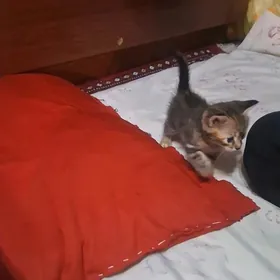 продам котята