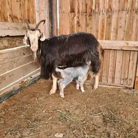 Owlakly Geçi we Bogaz Geçi