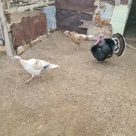 Kurk we kurk dal induklar