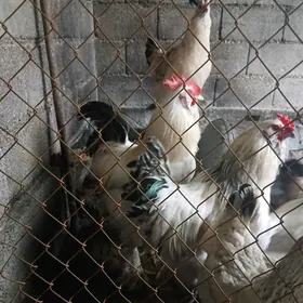 towuk brama товук брама