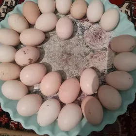 Balgar towuk yumurtga