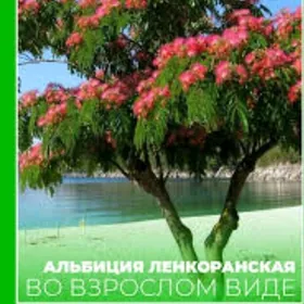 альбиция леонкораньская