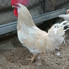 towuk induk taşgent gus jüje