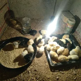 jüýjeler we gak gak