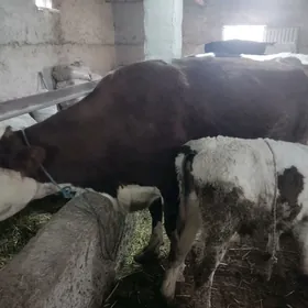 göleli semental sygyr