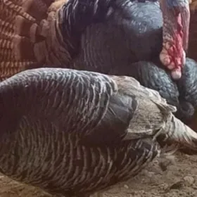 индюк пара кавказский бронза