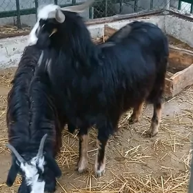 guratja cebis.bn.geci