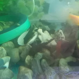 сомики анциструсы