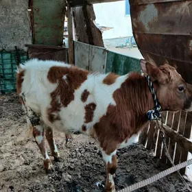 Simental Gibrit Okuzce