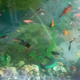 молнезия меченосцы гуппи