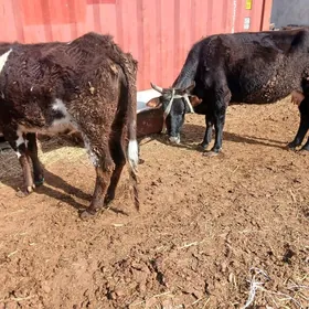 гысыр сыгырлар