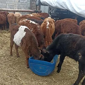 öküzçe tüwe öküz göle