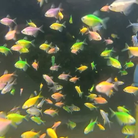 ternesya renkli balyk