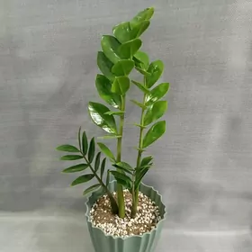 ЗАМИОКУЛЬКАС