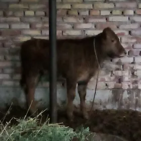 Öküz Gibrit 5 aýlyk