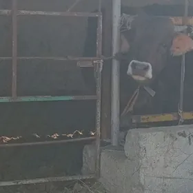 öküz 2sany tüwe 3sany