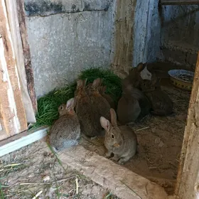 Duz bn garylan towsan