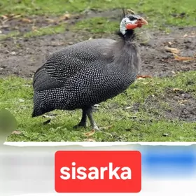 sisarka