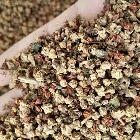 ak şugundyr şeker sugunur tohu