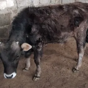 TOHIM OKUZ ŞWES ARASSA